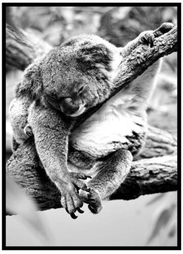 Koalabjörn i träd poster
