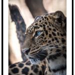 djurtavla leopard i närbild