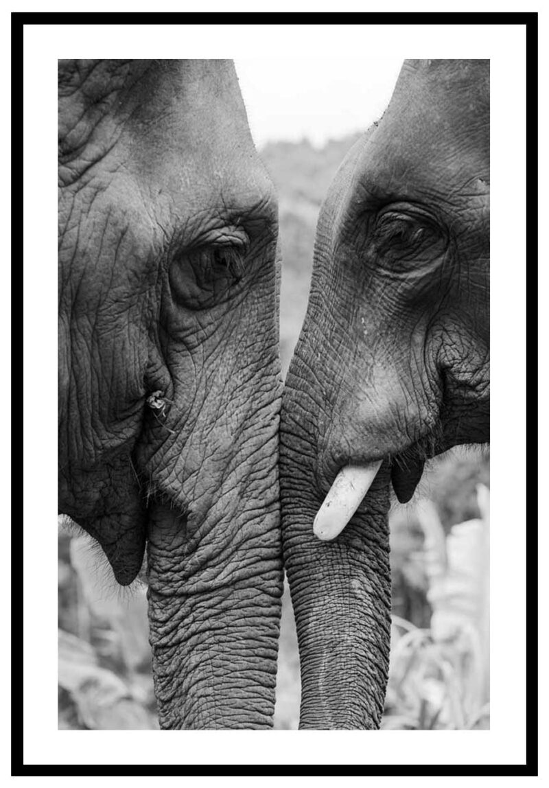 Elefanter kärlek tavla