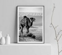 kamel-svartvit-affisch
