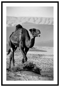 kamel-tavla