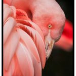 rosa fågelmotiv poster