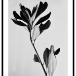 svartvit blomtavla