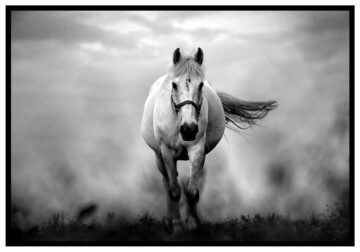 vit häst svartvit tavla