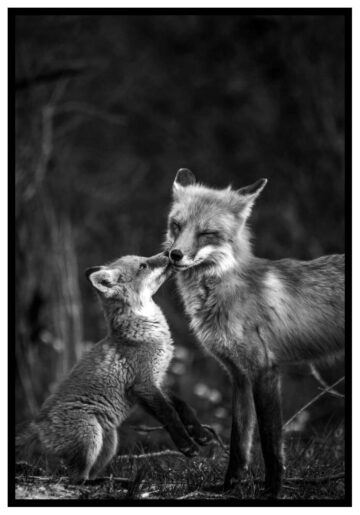 kärleksfulla rävar tavla
